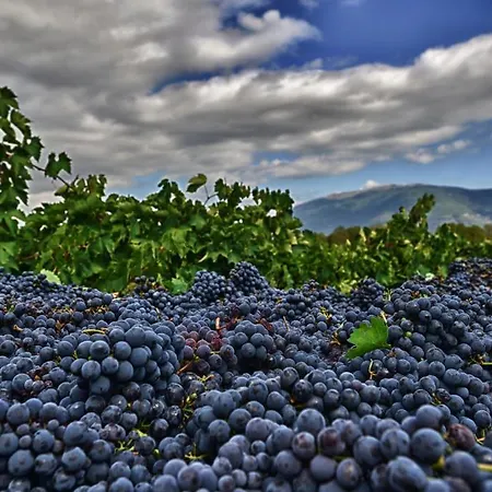 L'ulivo In Fiore Spoleto