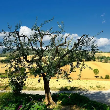 L'ulivo In Fiore *