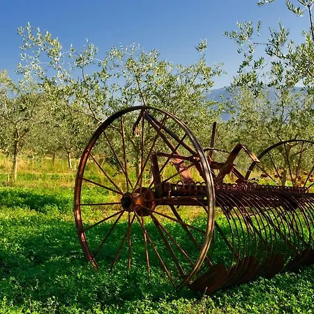 L'ulivo In Fiore