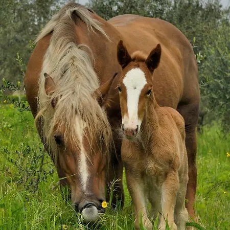 L'ulivo In Fiore Bauernhof *