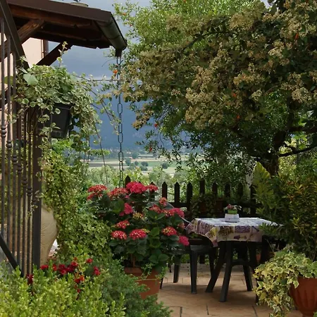 L'ulivo In Fiore * Spolète